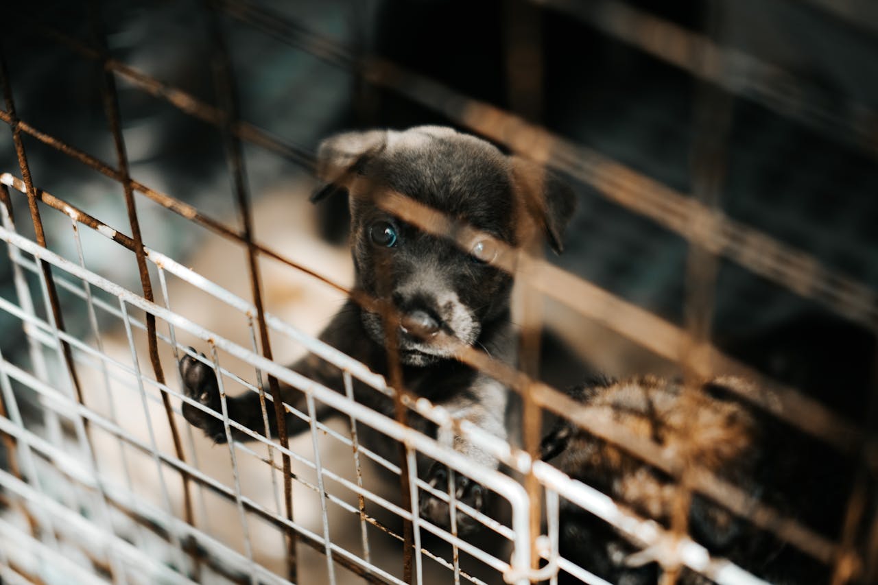 A young puppy stands behind metal bars, casting a poignant gaze that captures a sense of longing and vulnerability.