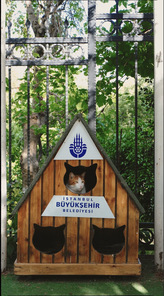 Cats resting in a wooden shelter by Istanbul Municipality. Urban pet care in Turkey.