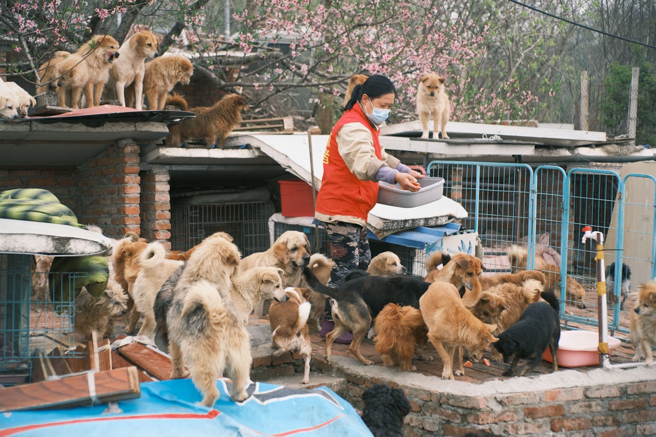 pexels photo 35231854.jpeg